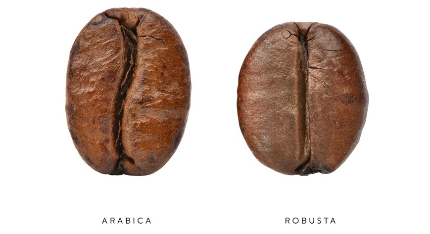 robusta nebo arabica